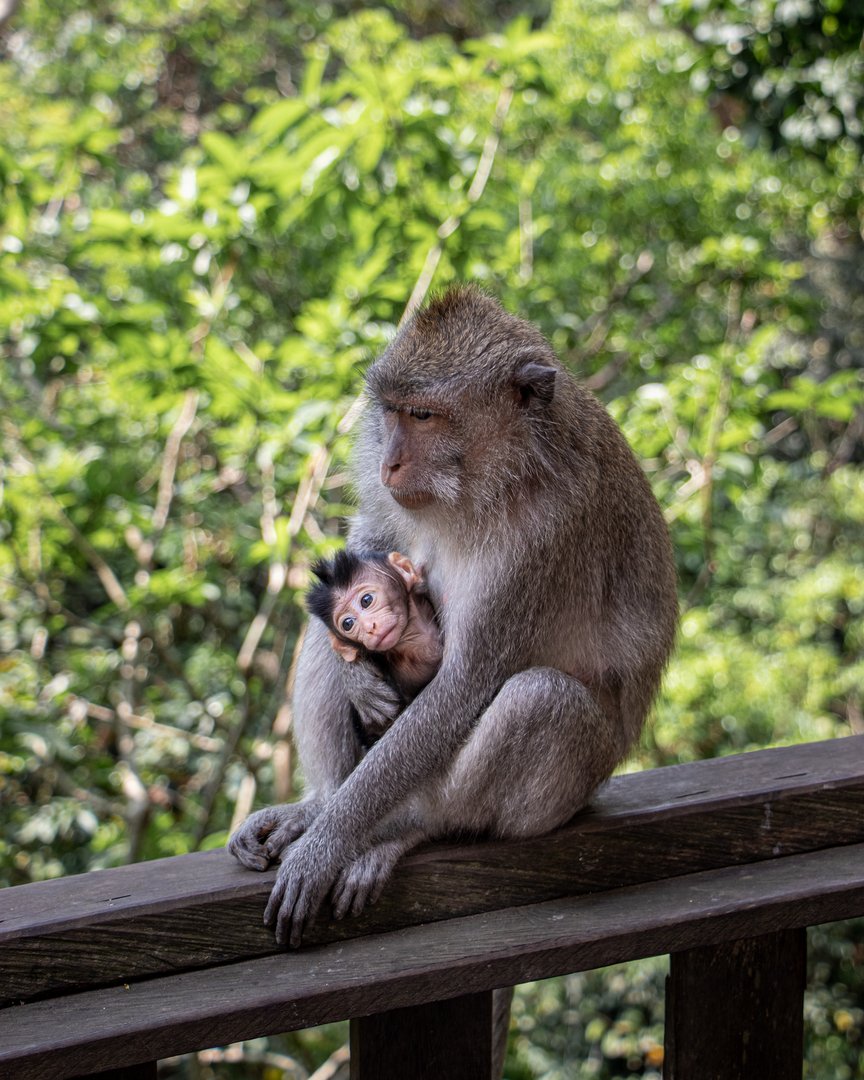 Opice v opičím lese