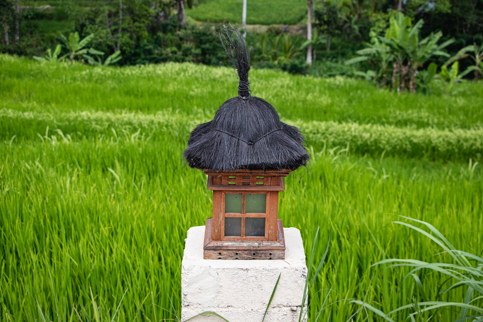 Rýžové terasy Jatiluwih